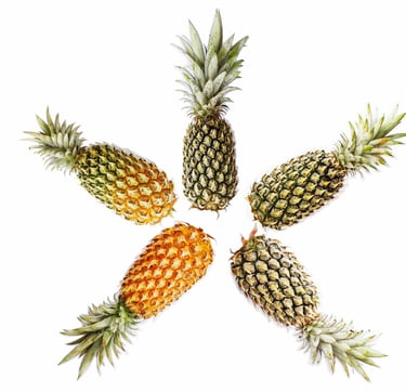 nanas dengan tingkat kematangan bervariasi, mulai dari 10% sampai dengan 100%