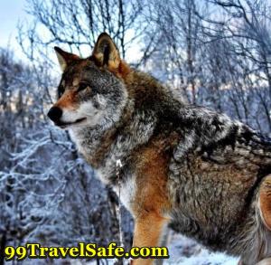 The Danger of Wolves and Coyotes in the Wild