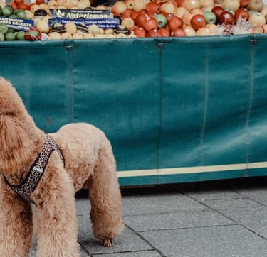 a poodle dog standing in front of a table with fruit and vegetables