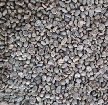 Arabica Indonesia Gayo G1 green coffee beans – wet-hulled, 60 kg jute bag, notes of berry, sugar can