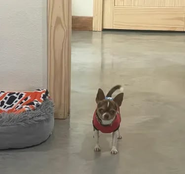 AKC Louisiana Chihuahua male Buddy in red shirt, posing near cozy bed and blanket