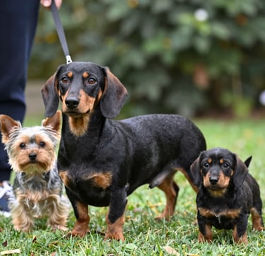 a man riding a skateboard down the side of a ramp
