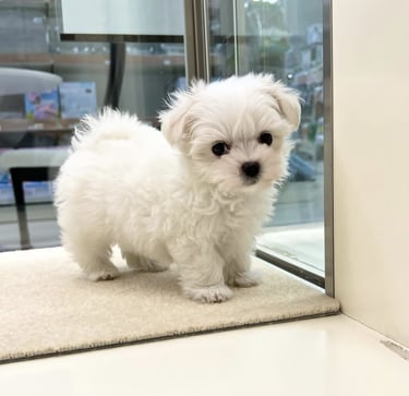 Un cachorro adoptado y juguetón disfruta del sol en un refugio de animales español.