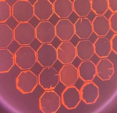 A growing diamond chocolate in plasma state