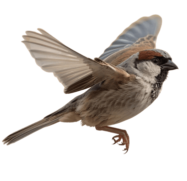 Sparrow flying with wings spread, representing growth and momentum