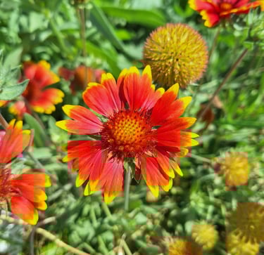 a red Indian Blanket flower wth a round middle
