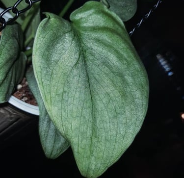 Scindapsus Silver Hero, otherwise known as Scindapsus Platinum