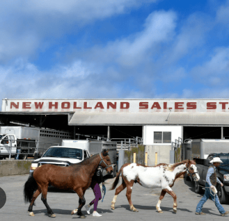 New Holland Sales Stables