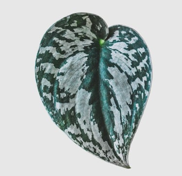 Scindapsus Silver Queen