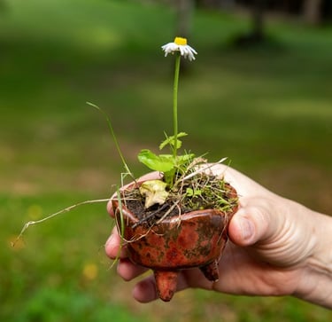 rankoje laiko mažą vazoną su augančia gėle-saulute su baltu žiedu