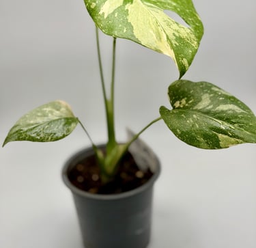 monstera thai constellation fleuriste wattignies lille