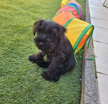 schwarze zwergschnauzer 