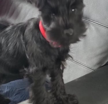 chiot Schnauzer nain noir