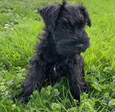 Chiot Schnauzer noir