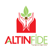 Altın Fide