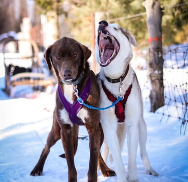 sled dog howling