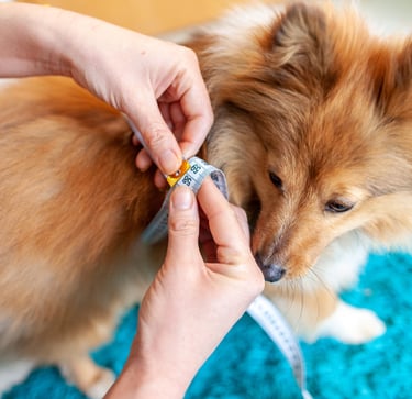 Perrito al cual le están tomando medidas
