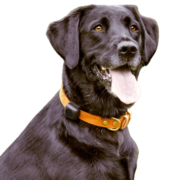 Georgie the dog