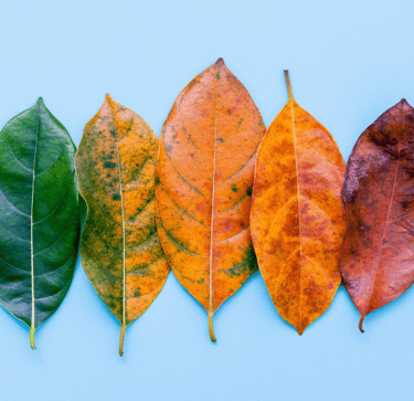 a row of four different coloured leaves on a blue background