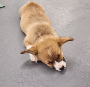 Puppy sleeping after yoga session