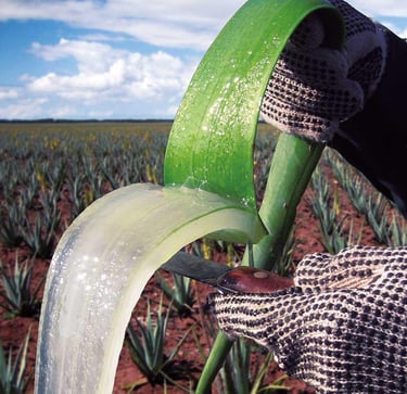 Forever living products aloe vera