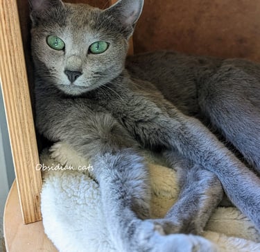chat bleu russe chatterie Obsidian cats