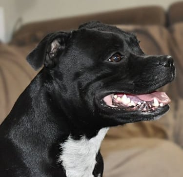 Testa di una femmina di Staffordshire Bull Terrier di profilo faccia sorridente
