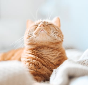 a cat laying on a blanket on a bed