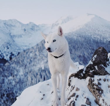 a white dog standing on top of a mountain