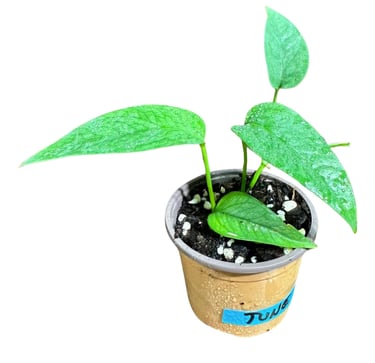 Cebu Blue pothos climbing moss pole with elongated blue-green leaves indoors