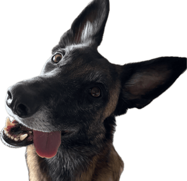 tête de malinois prenant un cours d'éducation chez Canisens à Roanne