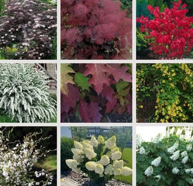 Sodo Kampelio daugiamečiai krūminiai augalai