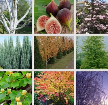 Sodo Kampelio dekoratyviniai medžiai