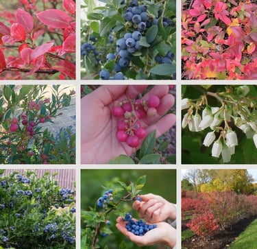 Šilauogės raudonos ir mėlynos