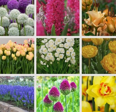 Tulpės, narcizai, jacintai, žydrės, dekoratyviniai česnakai