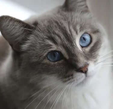 Ostéopathie féline, ostéopathie sur les chats