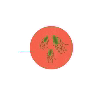 bacterias