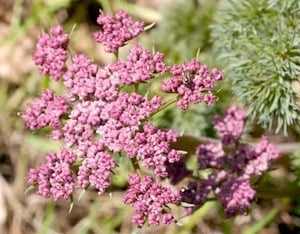 Columbia Desert Parsley