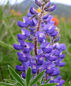 Columbia Gorge Broad-Leaf Lupine