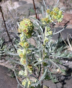 Northern Wormwood