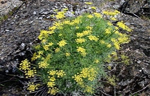 Suksdorf's Desert Parsley