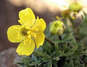 The Dalles Mountain Buttercup