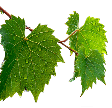 Vigne, amboise, Vallée de la Loire