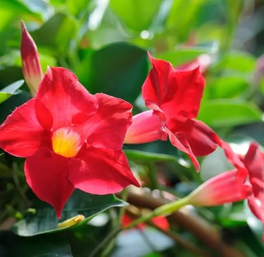 dipladenia rouge, sepulture 49 , livraison gratuite tobe
