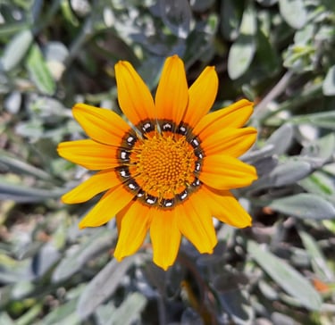 a tiny but exotic plant named Treasure Flower