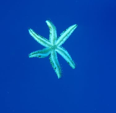 Ocean literacy