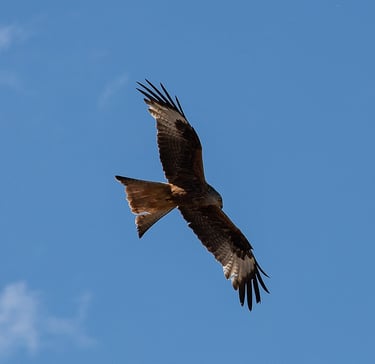 a red kite soaring through the air