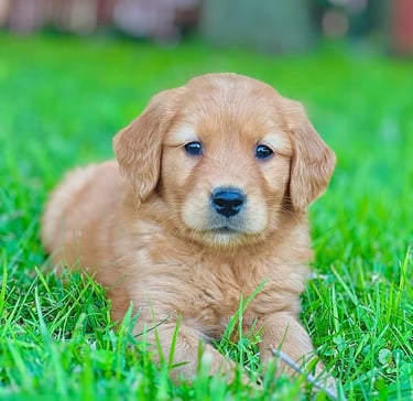 Golden retriever roux, énergique et curieux, jouant dans l'herbe.