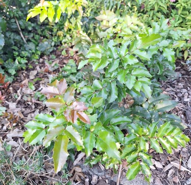 a small Holly plant thriving in full sun