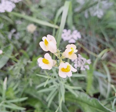 a yellow weed with four yellow flowers